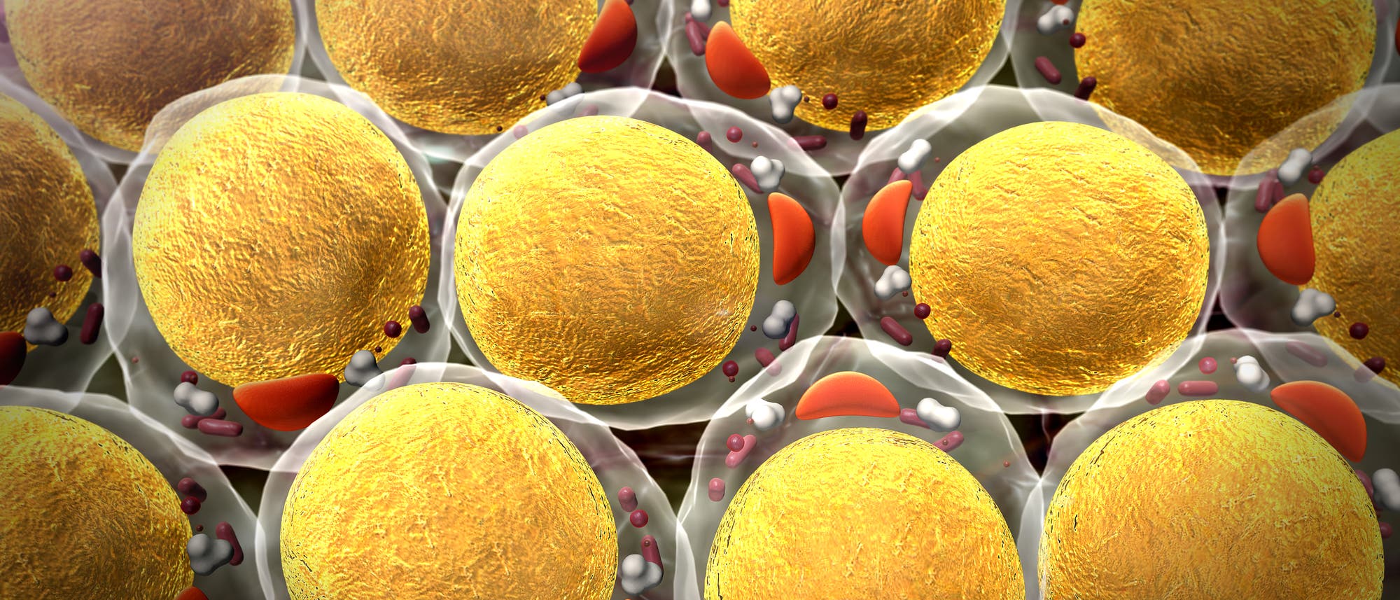 Fettzellen (3d-rendering)
