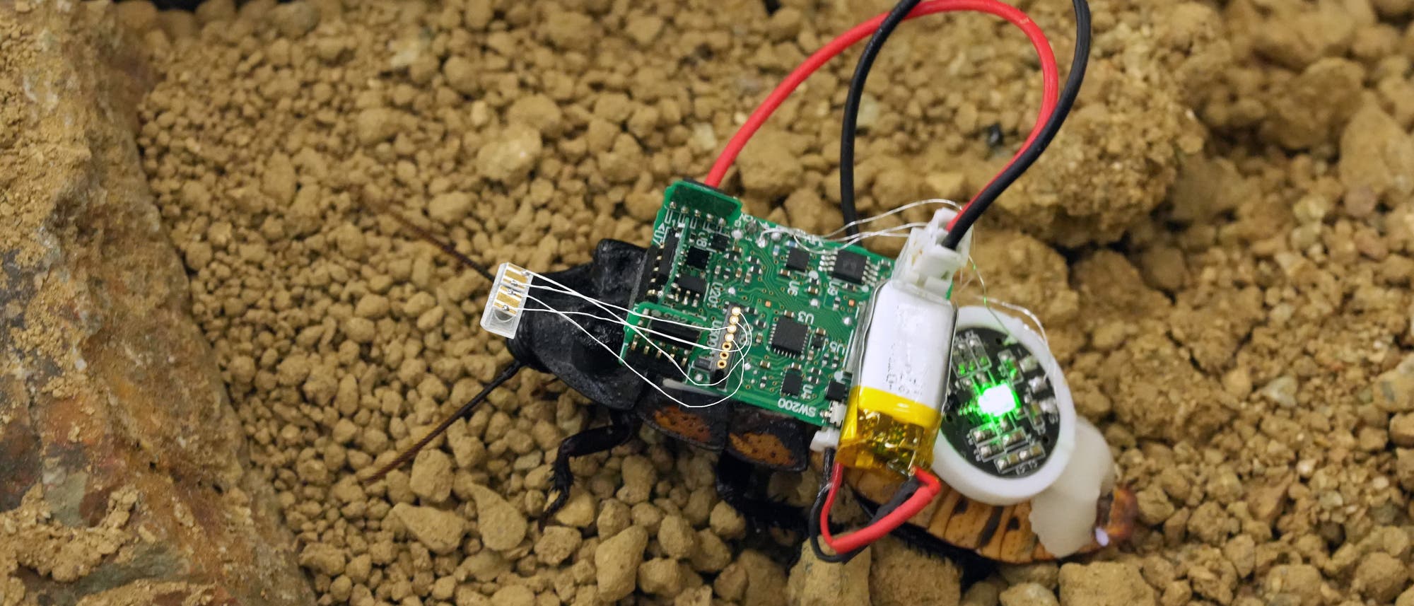 Eine Kakerlake, die mit einem kleinen elektronischen Gerät ausgestattet ist, bewegt sich über eine erdige Oberfläche. Das Gerät besteht aus einer grünen Leiterplatte, mehreren Drähten und einer Batterie. Ein kleines grünes Licht leuchtet auf der Schaltung. Die Umgebung besteht aus grobem, braunem Erdreich und Steinen. Das Bild zeigt eine Anwendung von Technologie in der Biologie oder Robotik. Eine Kakerlake, die mit einem kleinen elektronischen Gerät ausgestattet ist, bewegt sich über eine erdige Oberfläche. Das Gerät besteht aus einer grünen Leiterplatte, mehreren Drähten und einer Batterie. Ein kleines grünes Licht leuchtet auf der Schaltung. Die Umgebung besteht aus grobem, braunem Erdreich und Steinen. Das Bild zeigt eine Anwendung von Technologie in der Biologie oder Robotik.