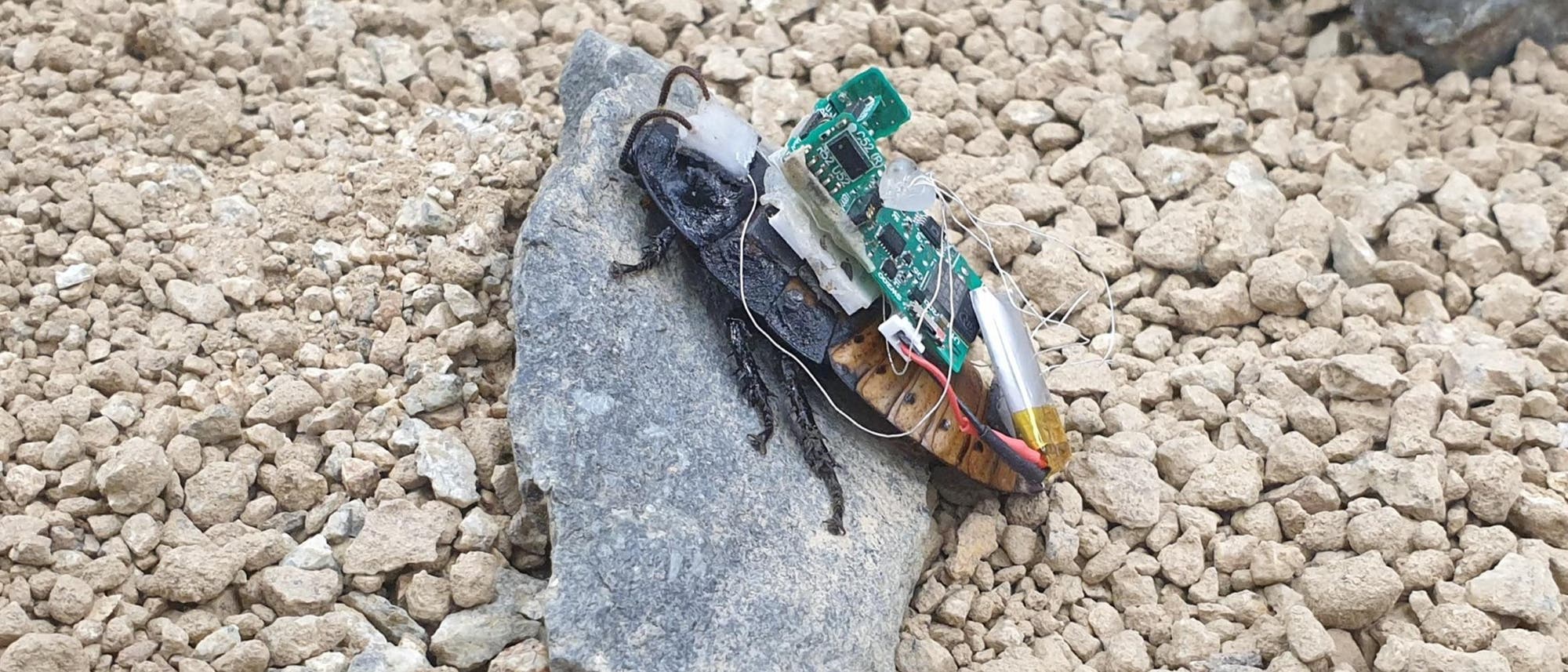 Eine Kakerlake liegt auf einem Stein, ausgestattet mit elektronischen Komponenten, darunter eine kleine Leiterplatte und Drähte. Die Umgebung besteht aus grobem Kies. Die Szene zeigt eine Kombination aus Natur und Technologie, möglicherweise im Kontext eines wissenschaftlichen Experiments oder einer Studie zur Robotik. Eine Kakerlake liegt auf einem Stein, ausgestattet mit elektronischen Komponenten, darunter eine kleine Leiterplatte und Drähte. Die Umgebung besteht aus grobem Kies. Die Szene zeigt eine Kombination aus Natur und Technologie, möglicherweise im Kontext eines wissenschaftlichen Experiments oder einer Studie zur Robotik.