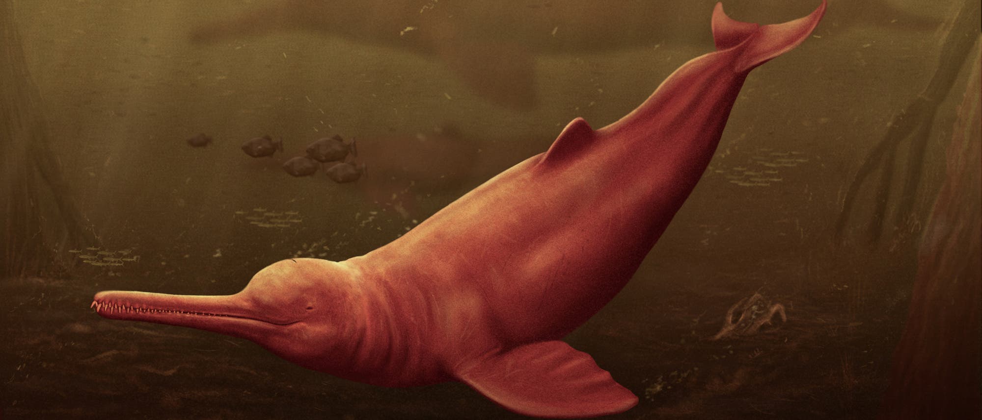 Ein rosafarbener Flussdelfin schwimmt in einer Illustration im bräunlich-trüben Wasser eines Amazonasflusses. Im Hintergrund sieht man die Silhouette eines Artgenossen