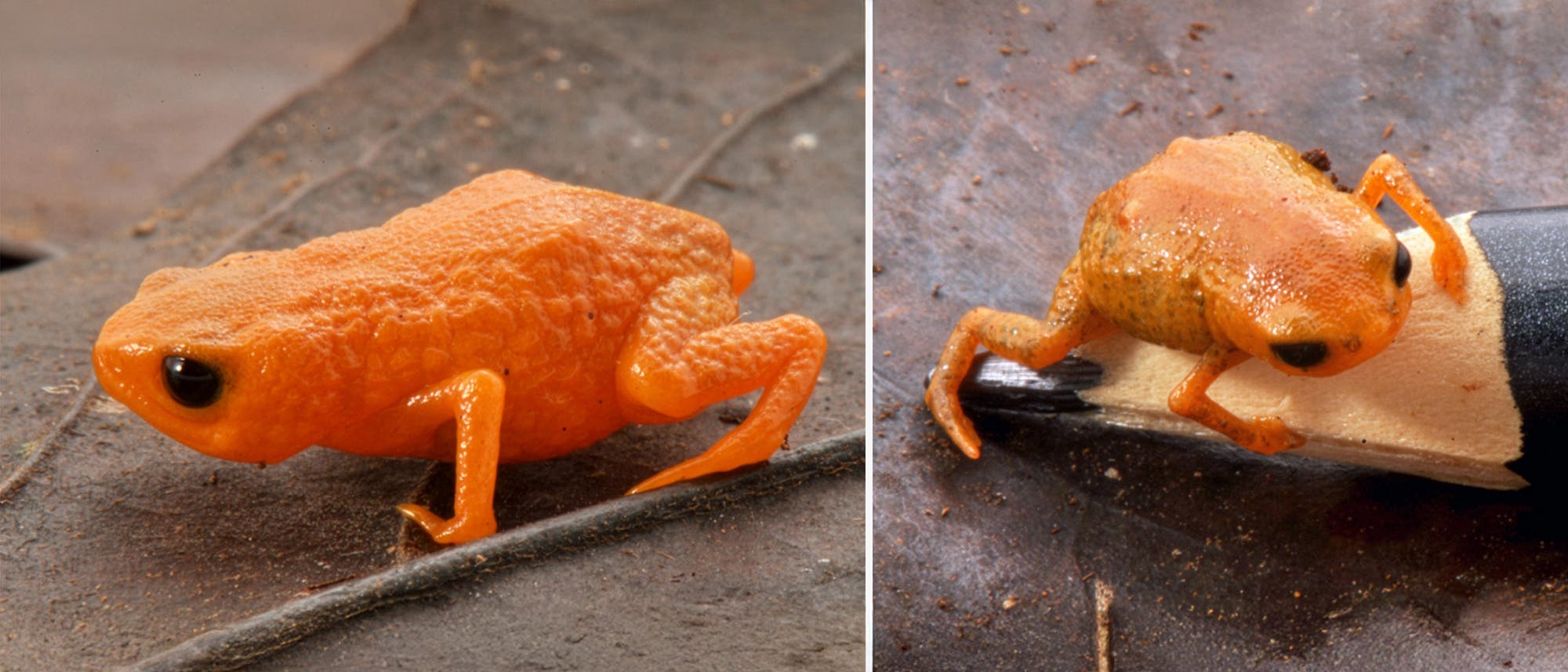 Zwei Fotos von kleinen, orangefarbenen Fr&ouml;schen auf einem nat&uuml;rlichen Untergrund. Der linke Frosch sitzt auf einem Stift, w&auml;hrend der rechte Frosch auf einem Blatt zu sehen ist. Beide Fr&ouml;sche haben eine glatte, gl&auml;nzende Haut und gro&szlig;e, dunkle Augen. Die Bilder zeigen die Fr&ouml;sche in Nahaufnahme, um Details ihrer Textur und Farbe zu betonen.