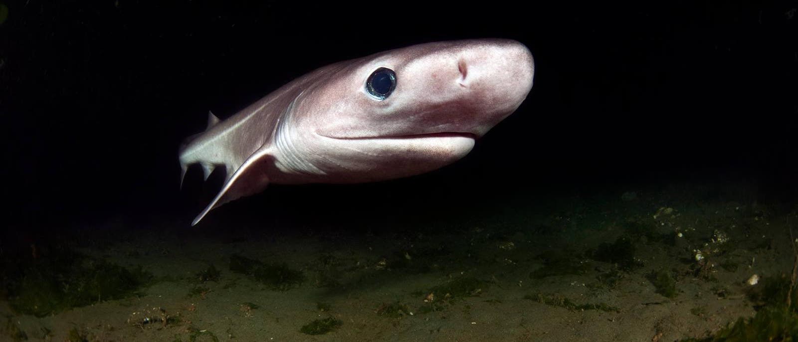 Ein gräulich gefärbter Stumpfnasen-Sechskiemerhai mit heller Unterseite durchschwimmt das Blitzlicht einer Kamera in der tiefen Schwärze der Tiefsee. Der braune Meeresboden ist am unteren Bildrand sichtbar.
