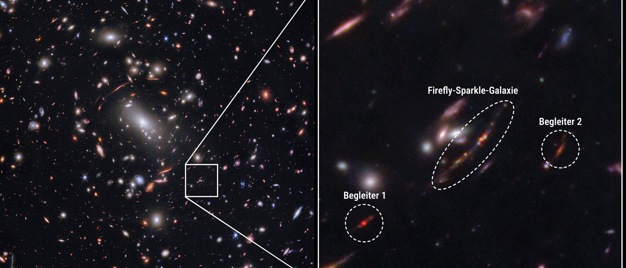 Infrarotbild des James-Webb-Teleskops der fernen Galaxie Firefly Sparkle mit ihren Begleitern