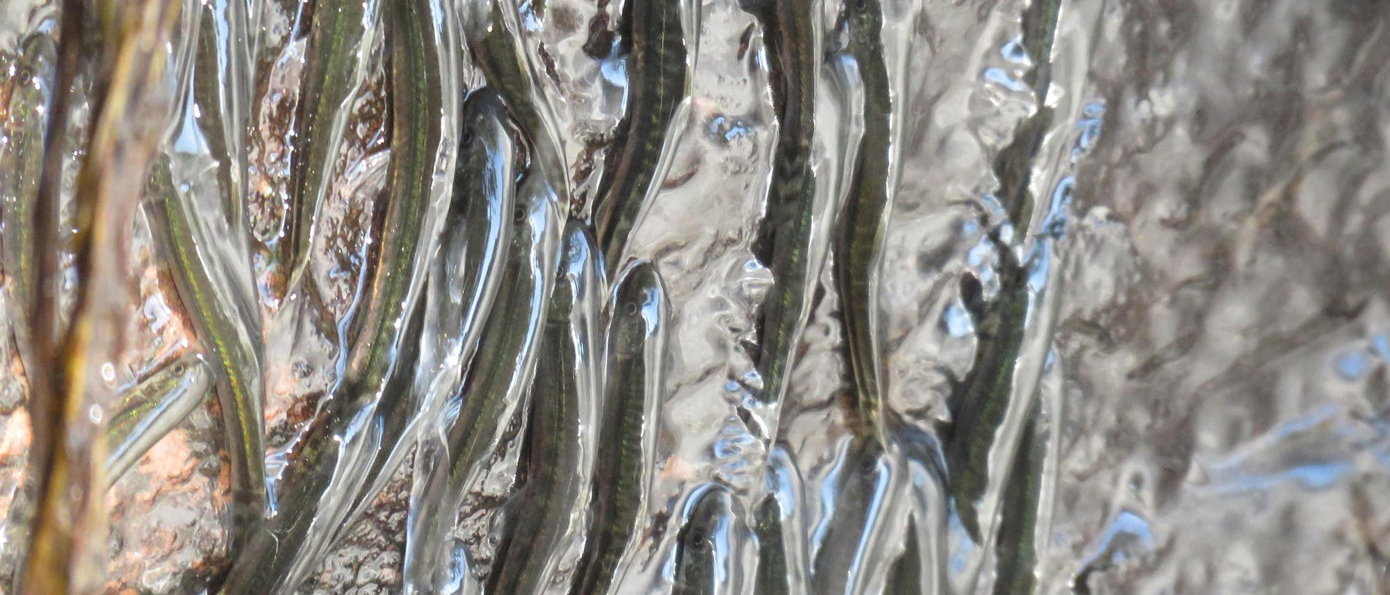 Eine Nahaufnahme von kleinen Fischen, die in einem Wasserfall nach oben klettern. Die Fische sind schlank und dunkel gef&auml;rbt, und das Wasser erzeugt eine wellenartige Struktur um sie herum. Die Lichtreflexionen auf der Wasseroberfl&auml;che verleihen dem Bild eine dynamische Textur.