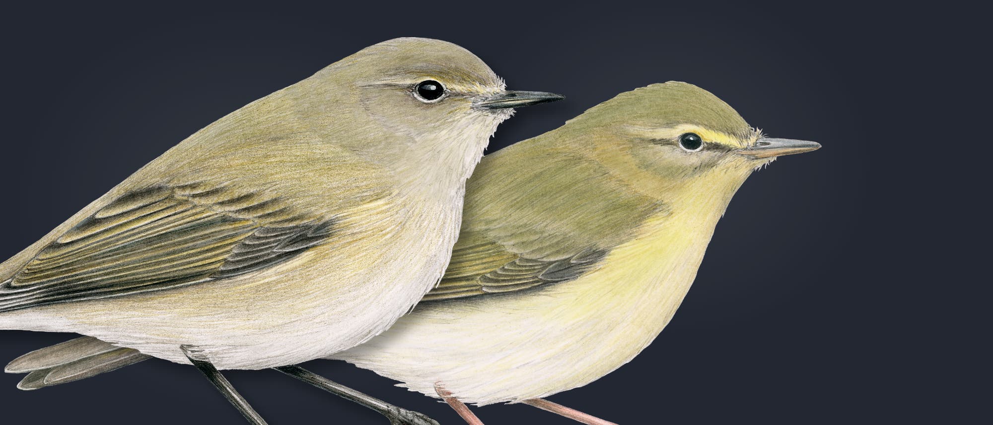 Zwei detaillierte Illustrationen von Laubsängern vor einem dunklen Hintergrund. Die Vögel sind in natürlichen Farben gehalten, mit olivgrünen und gelblichen Tönen. Beide blicken nach rechts. Zwei detaillierte Illustrationen von Laubsängern vor einem dunklen Hintergrund. Die Vögel sind in natürlichen Farben gehalten, mit olivgrünen und gelblichen Tönen. Beide blicken nach rechts.