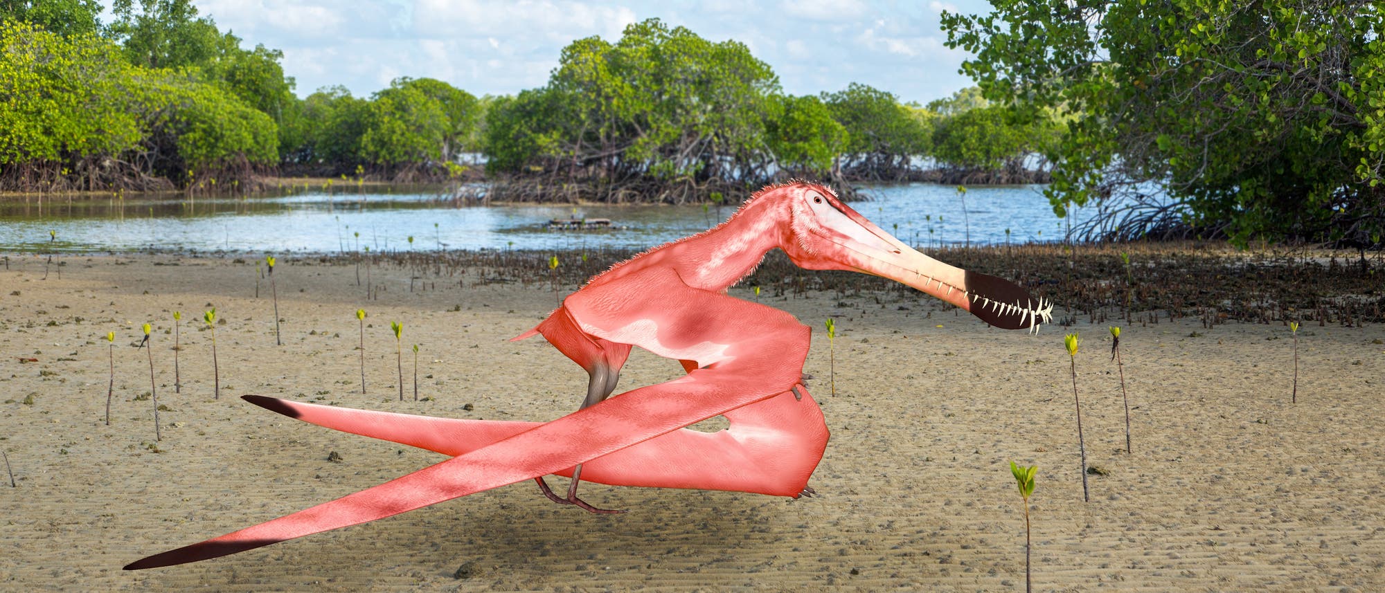 Ein rosafarbener Flugsaurier. Natürlich ist die Färbung reine Spekulation, aber Flamingos bekommen ihre Federfarbe aus der Nahrung, und einige Flugsaurier ernähren sich auf die gleiche Weise. Insofern ist das Rosa nicht komplett aus der Luft gegriffen. Auch wenn das Tier guckt, als würde es uns das übelnehmen.