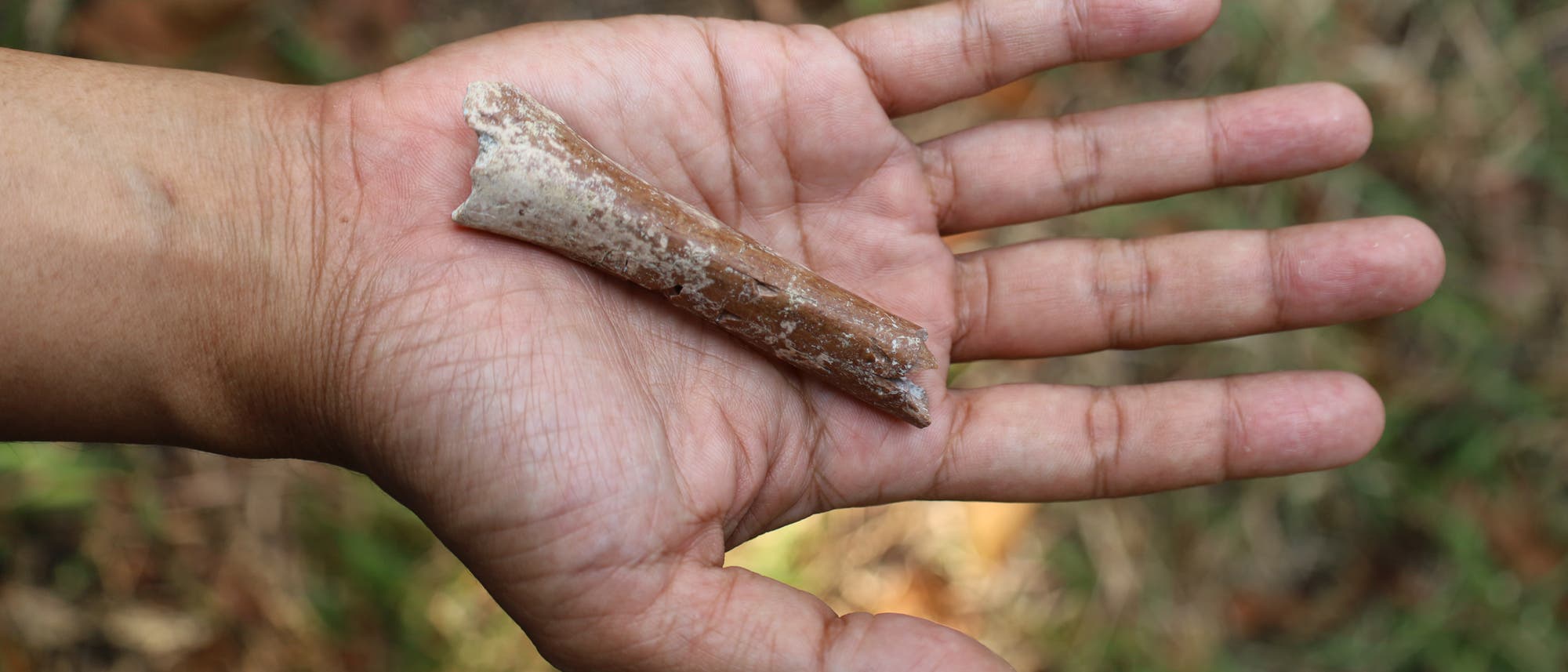 Eine Hand hält den winzigen Oberarmknochen eines Homininen in die Kamera