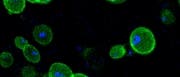 Fluoreszierende Zellen