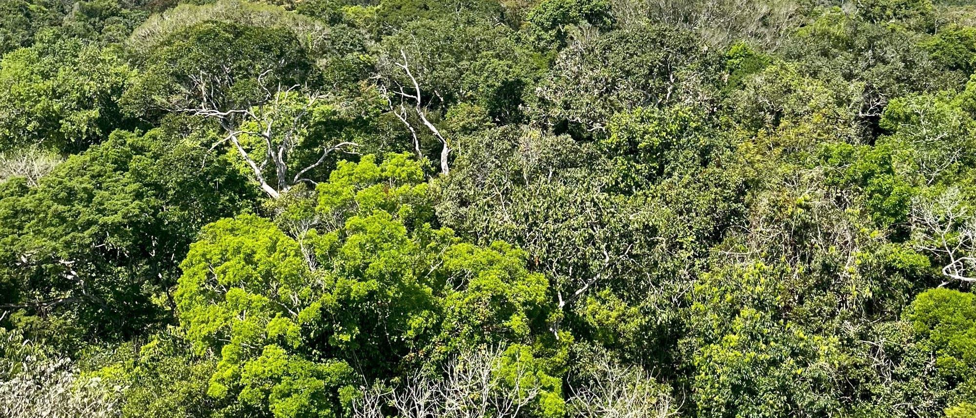 Luftaufnahme eines dichten, grünen Regenwalds unter einem klaren blauen Himmel mit vereinzelten weißen Wolken. Die Baumkronen variieren in Grüntönen und bilden ein dichtes Blätterdach. Die Szene vermittelt ein Gefühl von Weite und natürlicher Schönheit.