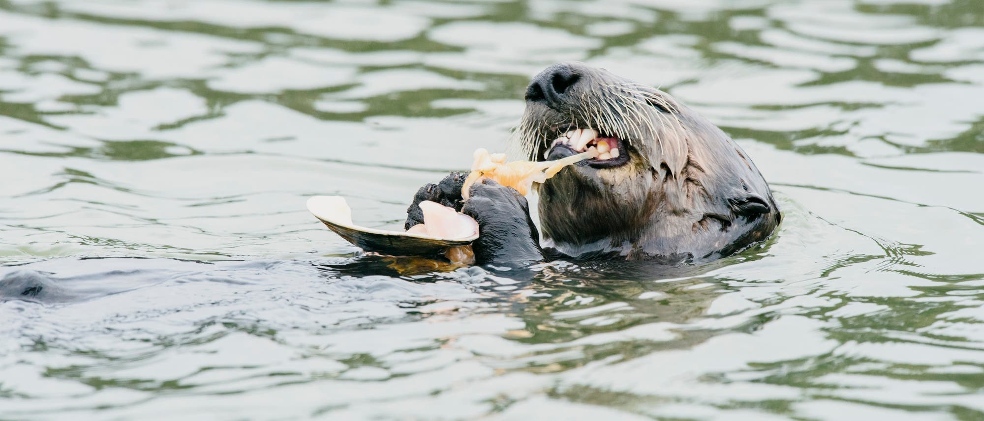 Seeotter knackt eine Auster