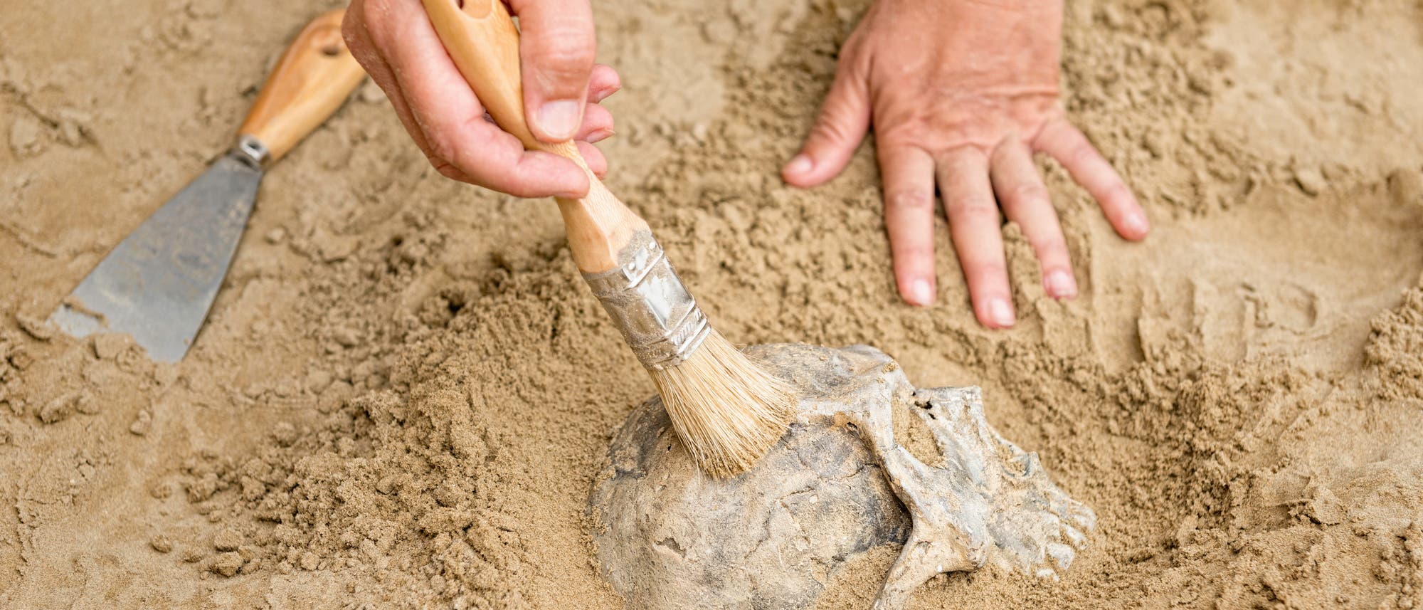 Blick auf einen teilweise vergrabenen Schädel, den zwei Hände vorsichtig frei legen