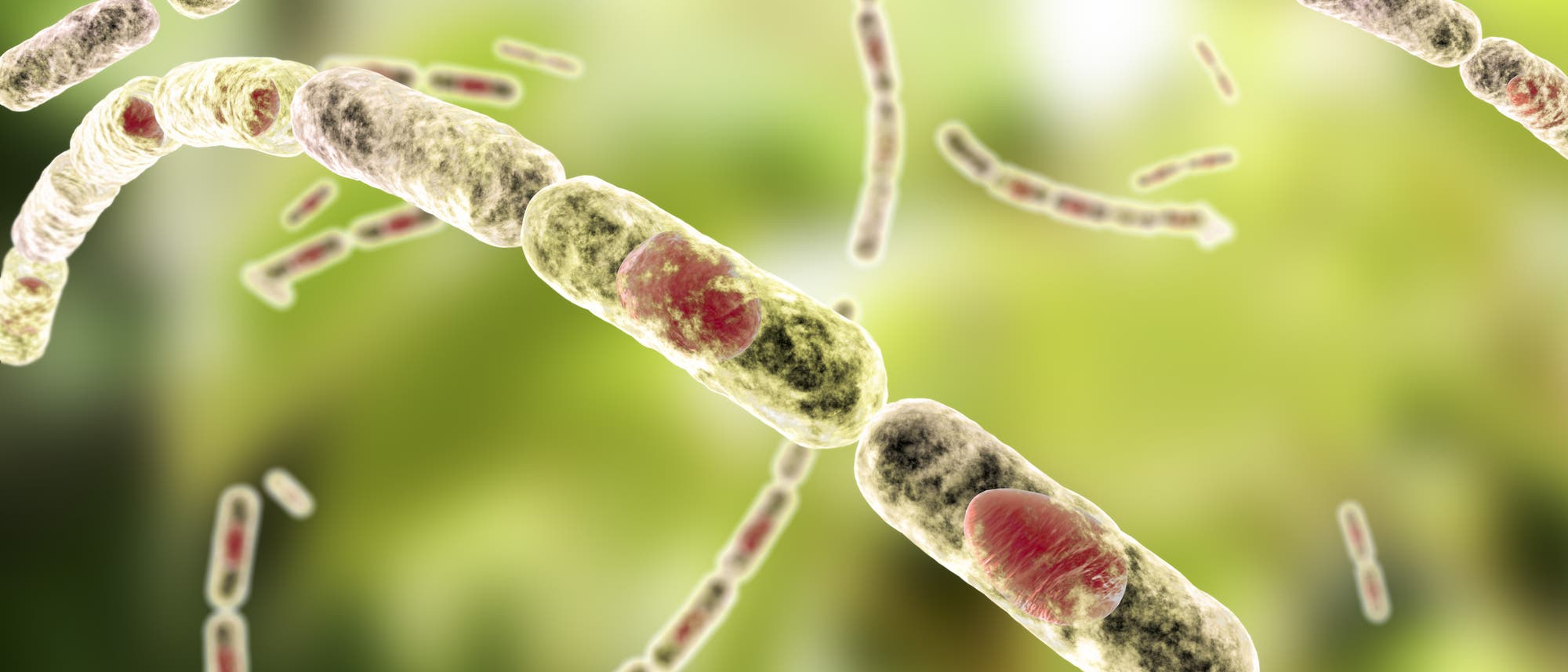Künstlerische Darstellung von Bacillus anthracis. Aus einzelnen Zellen bestehende Fäden vor ominösem grünen Hintergrund