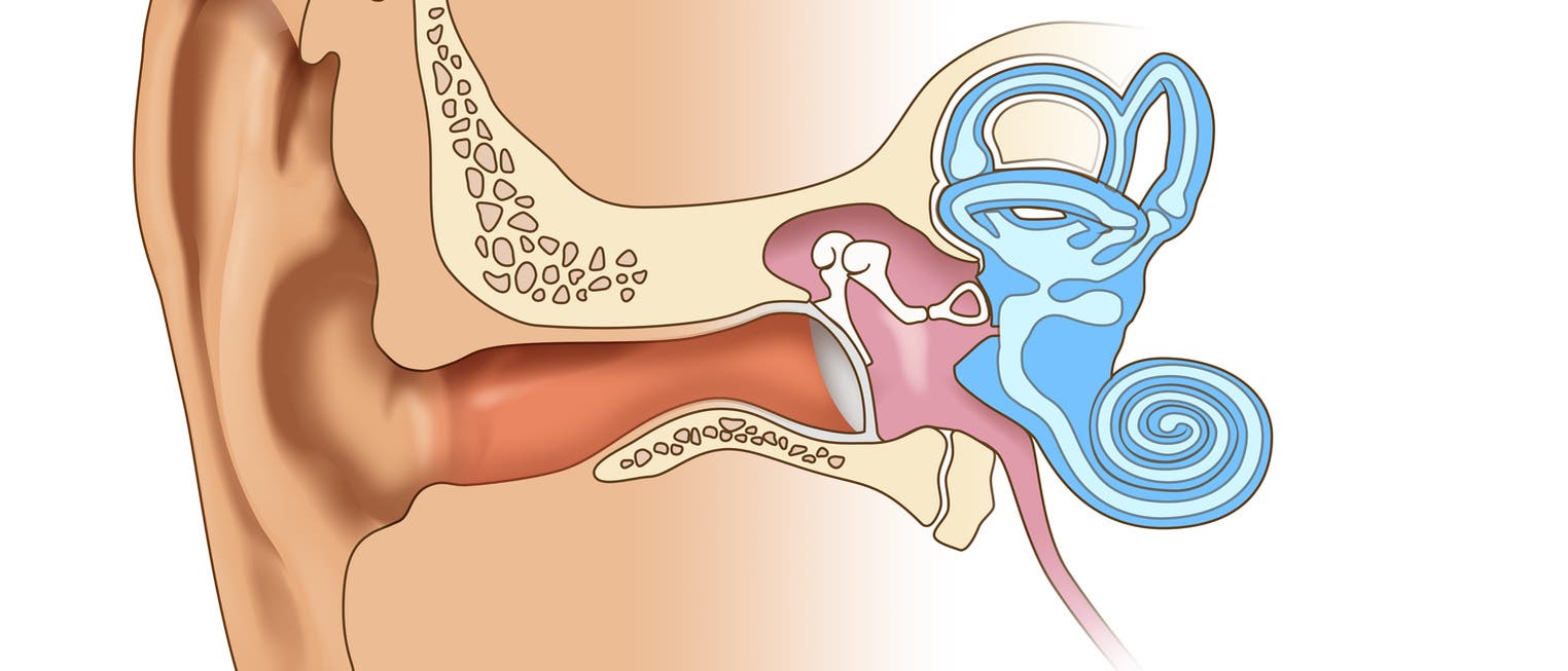 Anatomie des menschlichen Ohrs