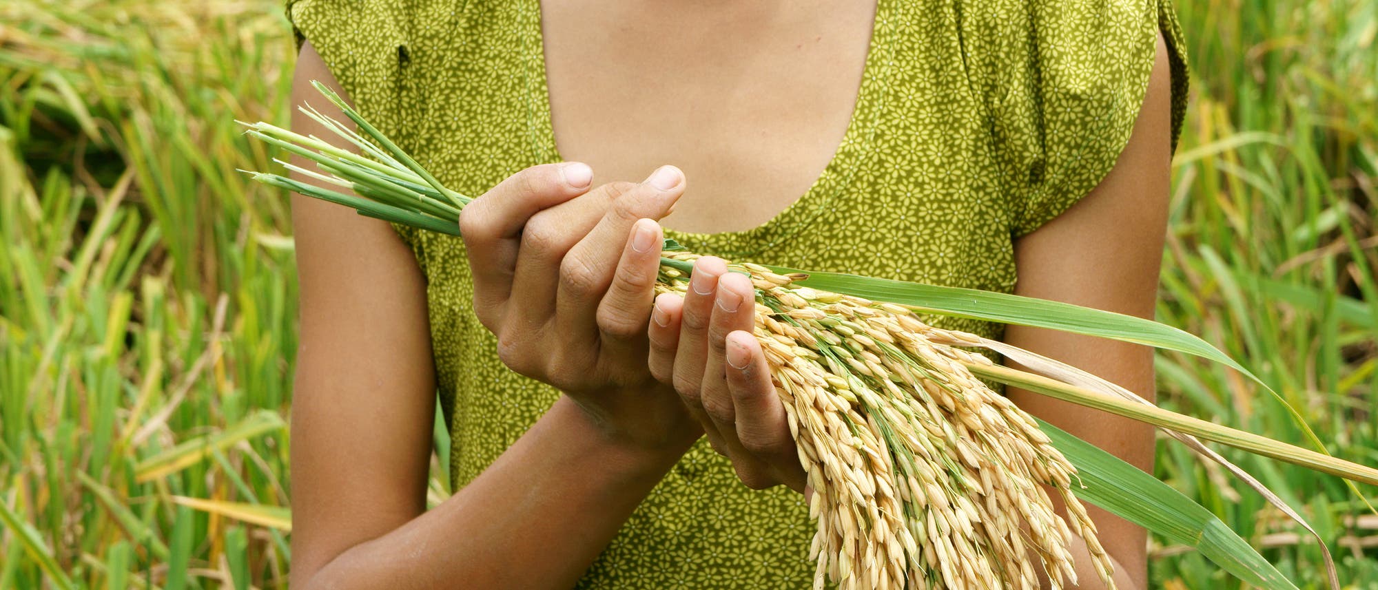 Reisgarben in den Händen einer kopflosen Frau