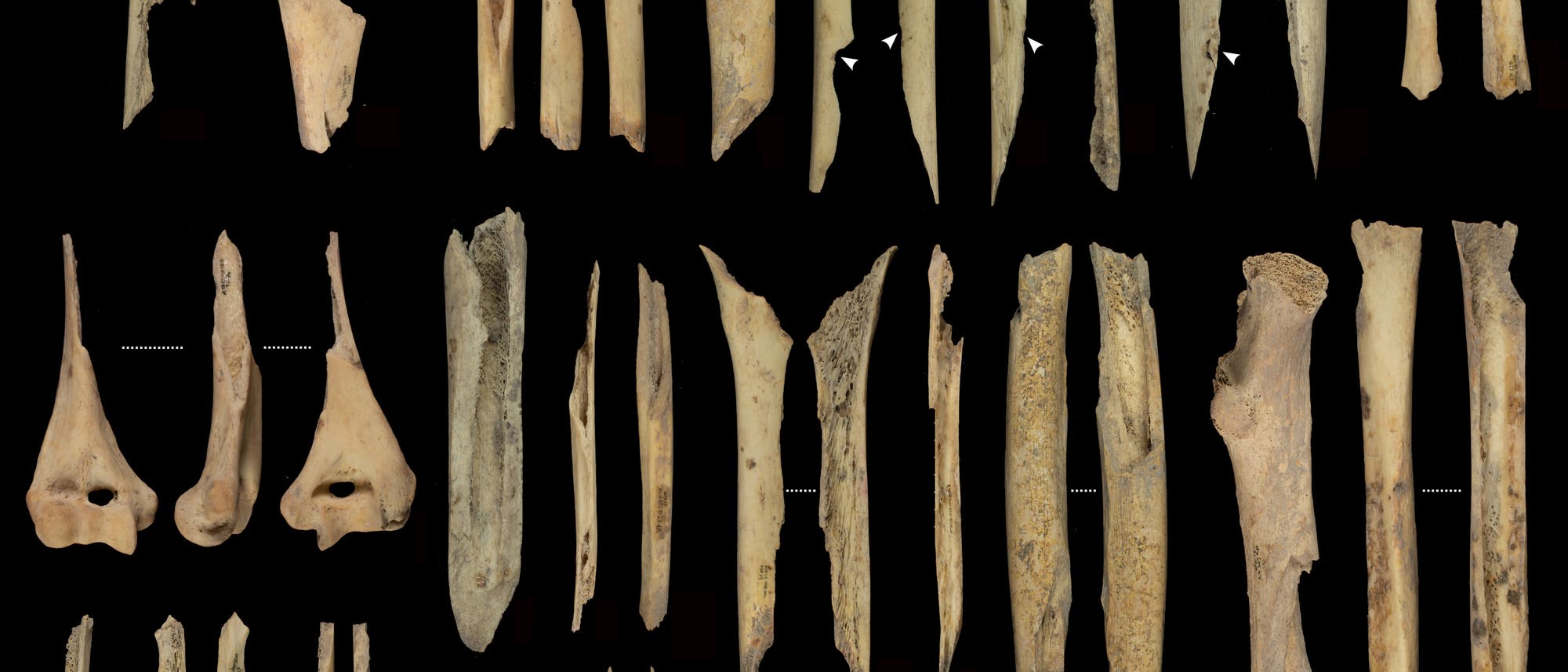 Eine wissenschaftliche Abbildung zeigt eine Sammlung von Menschenknochen, die auf einem schwarzen Hintergrund angeordnet sind. Die Knochen sind in mehreren Reihen dargestellt und variieren in Form und Größe. Einige Knochen weisen sichtbare Bruchstellen und Texturen auf. Die Anordnung der Knochen könnte auf eine vergleichende Analyse oder Klassifizierung hinweisen. Pfeile und gestrichelte Linien heben Schnittspuren und andere Merkmale hervor.