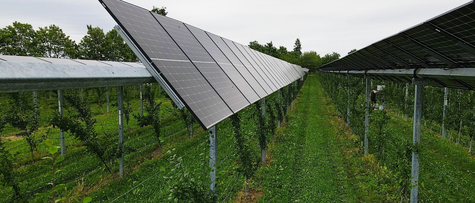 Reihen von Solarpaneelen in einigen Metern Höhe über einem Feld mit jungen Bäumen montiert. Die Paneele sind in einem Winkel montiert, um Sonnenlicht optimal einzufangen. Im Hintergrund sind Bäume zu sehen, die den Horizont säumen. 