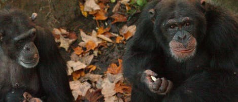 Schimpansen im Wolfgang-Köhler-Primatenforschungszentrum