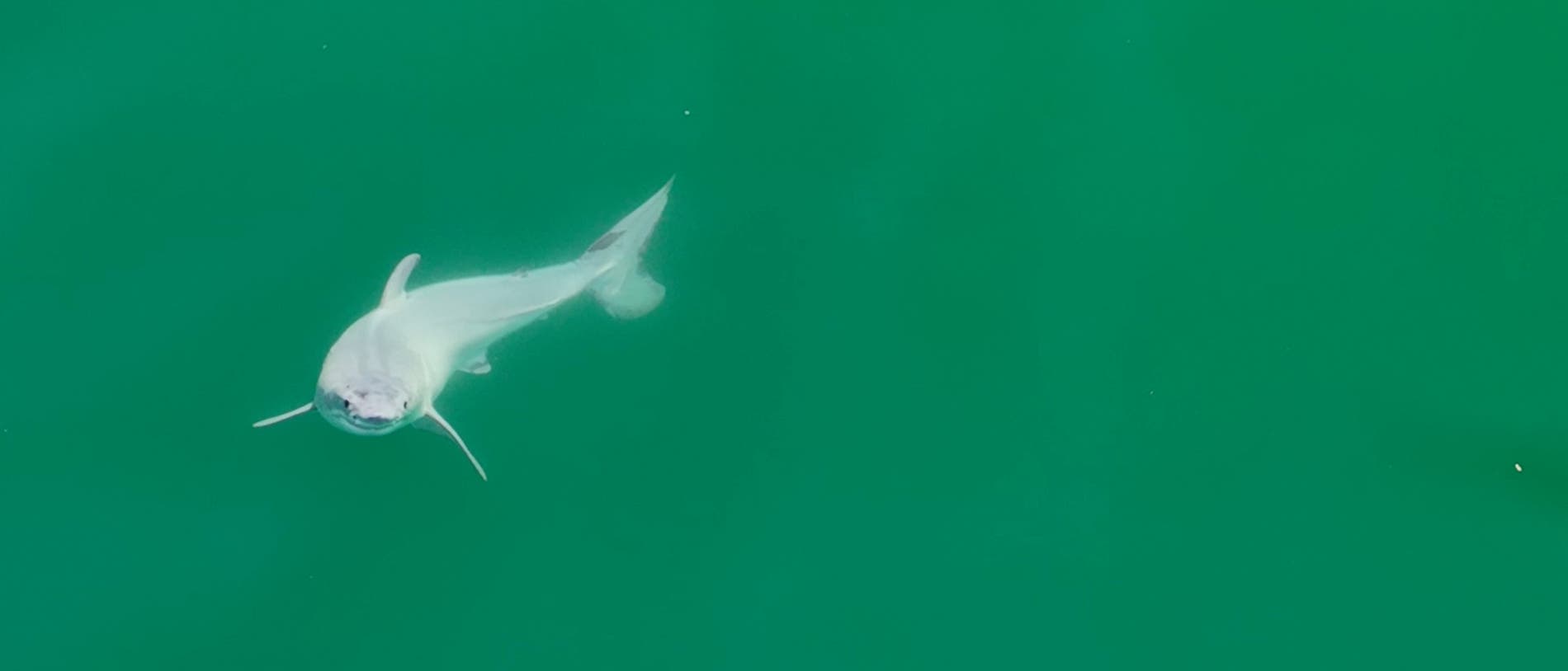 Bild eines Hais im grünen Meer.