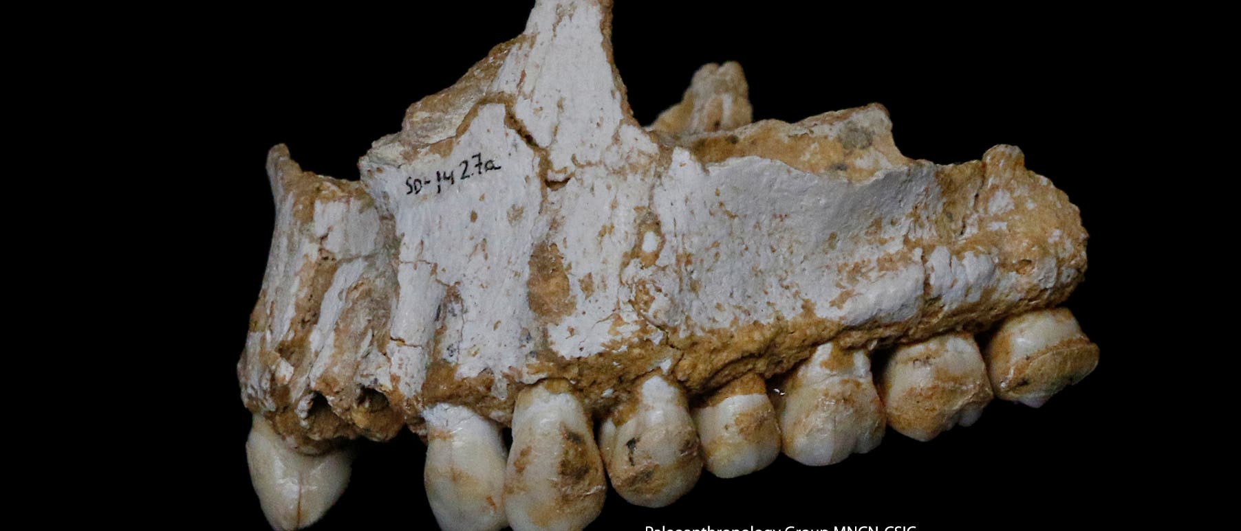Ein Neandertalergebiss aus der El-Sidron-Höhle in Spanien