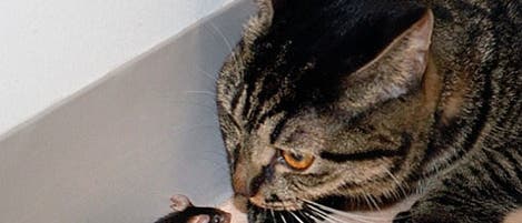 Manipulierte Maus beschnüffelt eine Katze