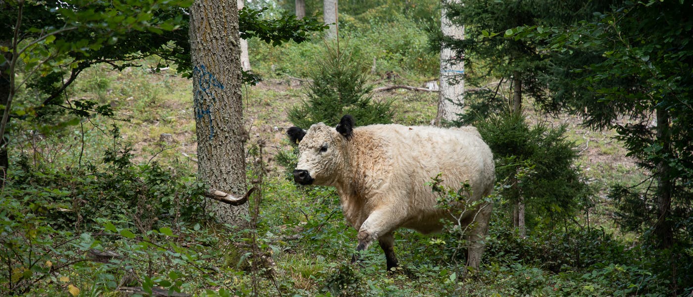 Galloway-Rind auf einer Waldweide bei Herrenberg