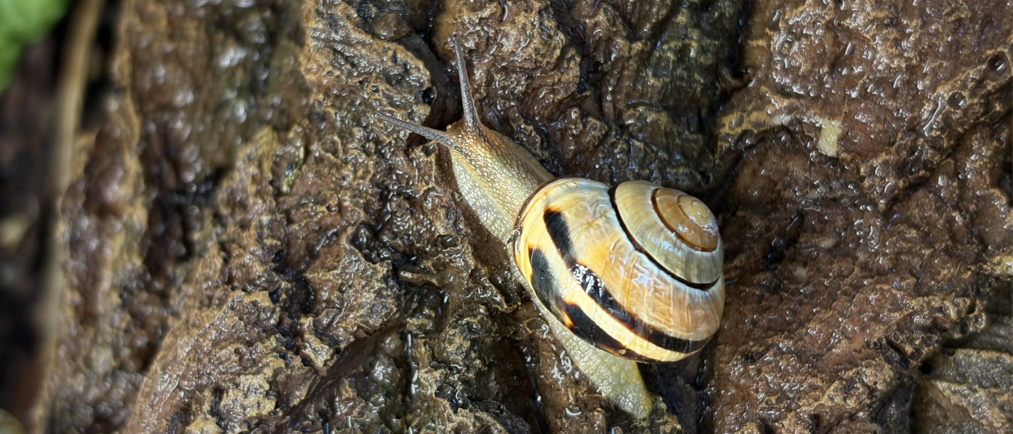 Eine Schnecke mit einem gestreiften, spiralförmigen Gehäuse kriecht über eine raue, feuchte Baumrinde. Links oben ist ein grünes Blatt zu sehen. Die Textur der Rinde und die Details des Schneckenhauses sind deutlich erkennbar. Eine Schnecke mit einem gestreiften, spiralförmigen Gehäuse kriecht über eine raue, feuchte Baumrinde. Links oben ist ein grünes Blatt zu sehen. Die Textur der Rinde und die Details des Schneckenhauses sind deutlich erkennbar.