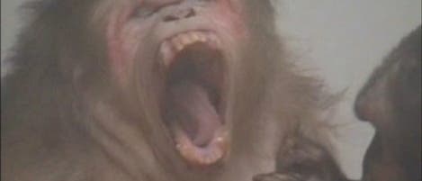 Gähnender Makake im Video