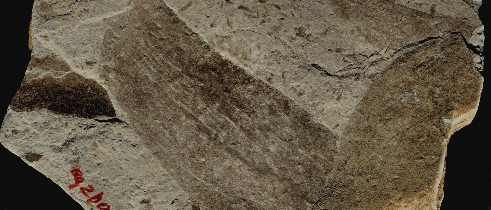 Der Ur-Seetang aus China ist 1,56 Milliarden Jahre alt