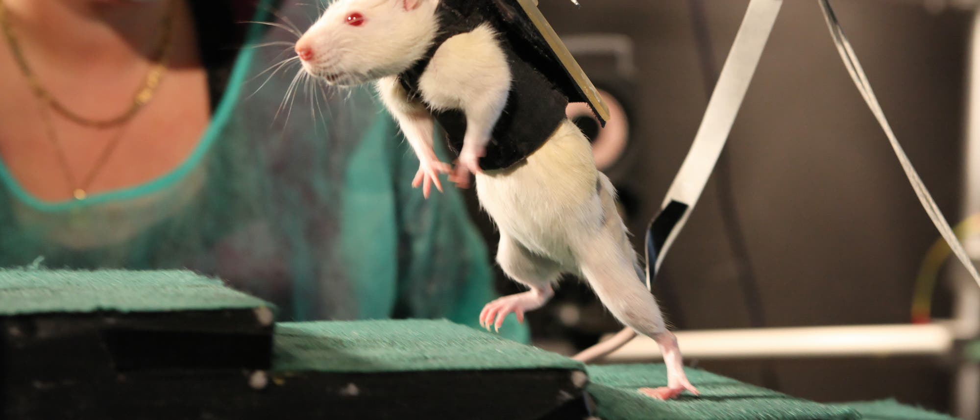 Gelähmte Ratten lernen wieder laufen