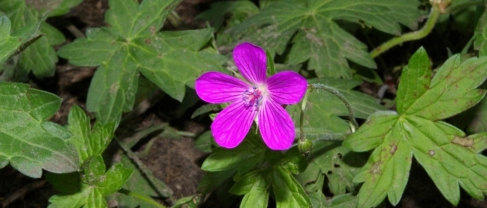 Eine kleine Blüten mit fünf sternförmig angeordneten Blättern: Geranium palustre.