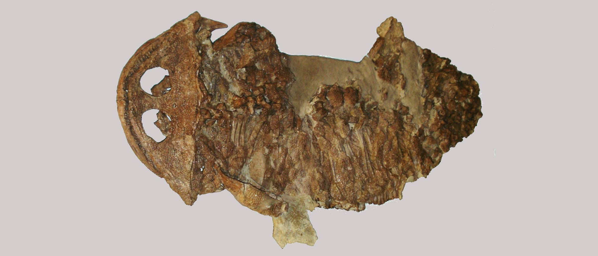 Ein fossiler Schädel eines prähistorischen Tieres ist abgebildet. Der Schädel zeigt deutliche Augenhöhlen und eine markante Schnauze. Die Oberfläche des Fossils ist rau und weist Versteinerungsspuren auf. Der Hintergrund ist einfarbig hellblau, was den Fokus auf das Fossil lenkt. Ein fossiler Schädel eines prähistorischen Tieres ist abgebildet. Der Schädel zeigt deutliche Augenhöhlen und eine markante Schnauze. Die Oberfläche des Fossils ist rau und weist Versteinerungsspuren auf. Der Hintergrund ist einfarbig hellblau, was den Fokus auf das Fossil lenkt.