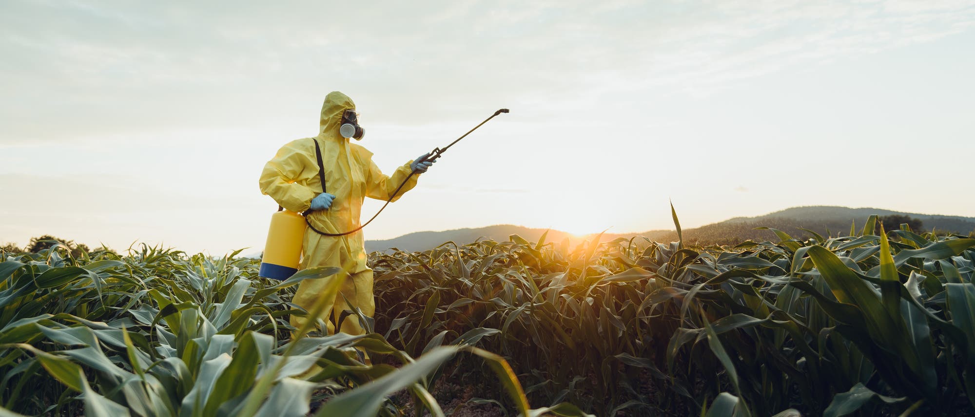 Person in Schutzanzug sprüht Pestizide auf Feld