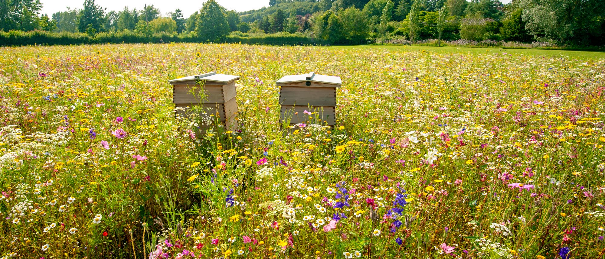 Zwei Bienenstöcke stehen inmitten einer blühenden Wildblumenwiese unter klarem Himmel. Die Wiese ist mit bunten Blumen wie Gänseblümchen, Kornblumen und Mohnblumen übersät. Im Hintergrund sind Bäume und ein bewaldeter Hügel zu sehen. Die Szene vermittelt einen Eindruck von natürlicher Schönheit und Biodiversität. Zwei Bienenstöcke stehen inmitten einer blühenden Wildblumenwiese unter klarem Himmel. Die Wiese ist mit bunten Blumen wie Gänseblümchen, Kornblumen und Mohnblumen übersät. Im Hintergrund sind Bäume und ein bewaldeter Hügel zu sehen. Die Szene vermittelt einen Eindruck von natürlicher Schönheit und Biodiversität.