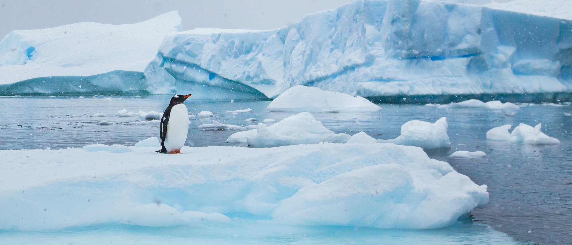 Einsamer Pinguin auf einer Eisscholle Einsamer Pinguin auf einer Eisscholle
