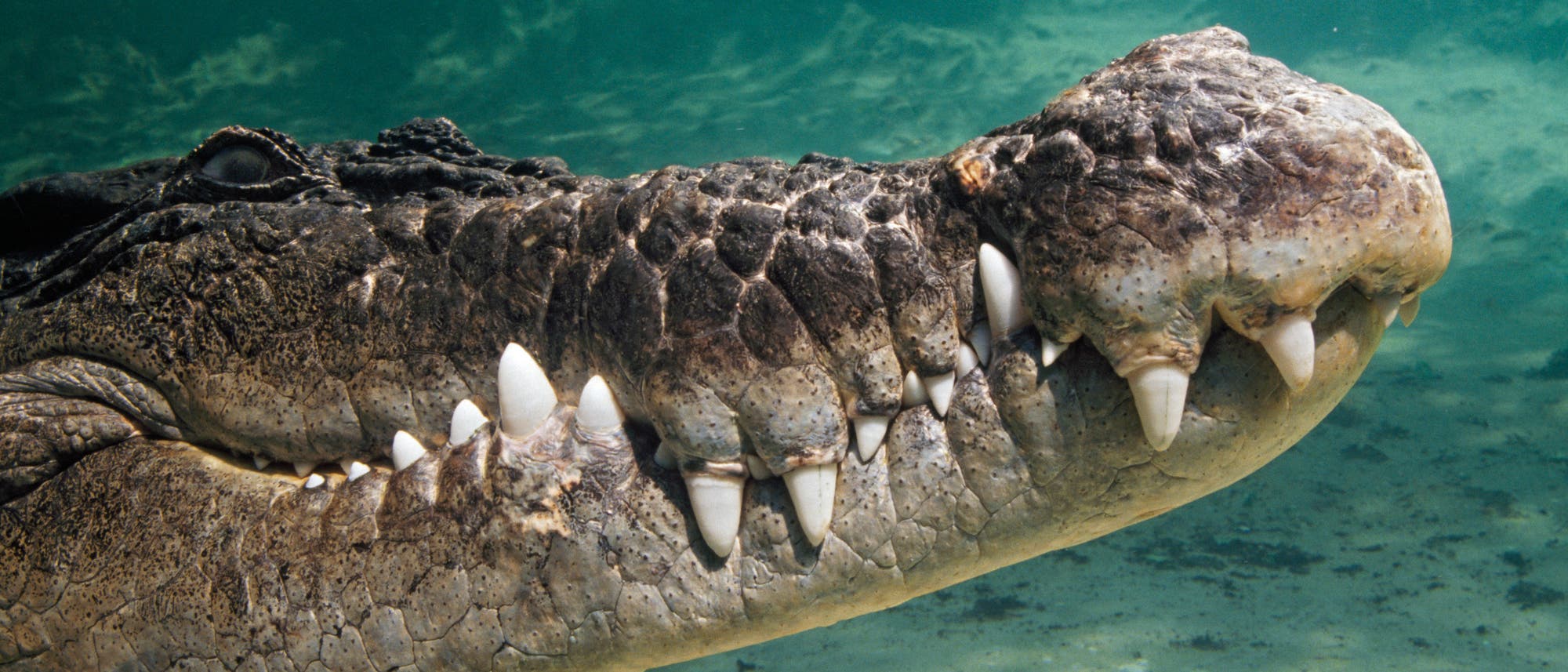 Ein Krokodil schwimmt unter Wasser. Der Fokus liegt auf dem Kopf und den Zähnen des Tieres. Die Haut ist rau und strukturiert, und das Wasser ist klar mit einem sandigen Boden im Hintergrund. Ein Krokodil schwimmt unter Wasser. Der Fokus liegt auf dem Kopf und den Zähnen des Tieres. Die Haut ist rau und strukturiert, und das Wasser ist klar mit einem sandigen Boden im Hintergrund.