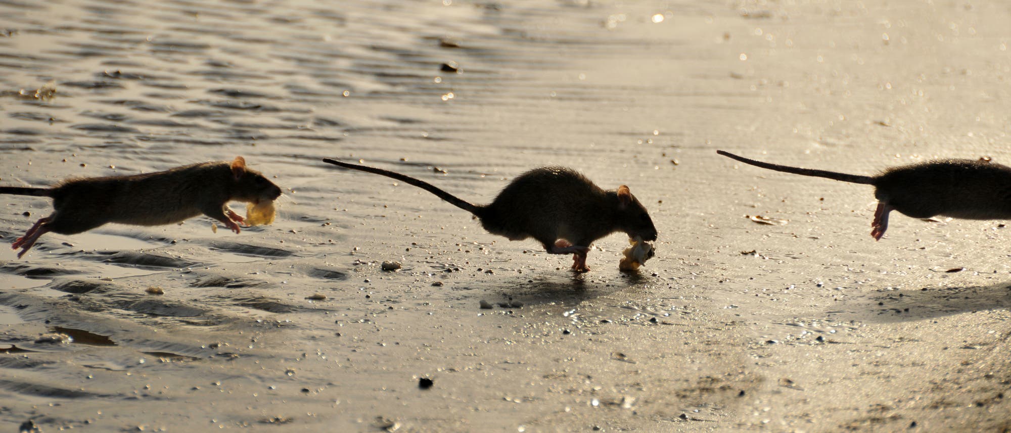 Drei Ratten laufen über einen sandigen Strand, jede mit einem kleinen Stück Nahrung im Maul. Die Sonne wirft lange Schatten auf den Boden, während die Ratten in einer Linie von links nach rechts huschen. Der Hintergrund zeigt sanfte Wellenmuster im Sand.