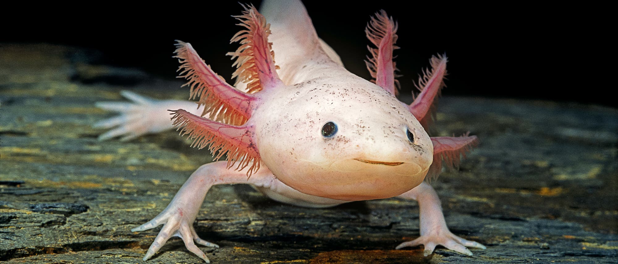 Ein Axolotl, ein aquatisches Tier, ist auf einem Stein abgebildet. Es hat einen hellen Körper mit rosa Kiemen, die wie Federn aussehen. Der Hintergrund ist dunkel, was den Fokus auf das Tier lenkt. Der Axolotl hat einen leicht lächelnden Ausdruck und steht auf seinen vier Beinen. Ein Axolotl, ein aquatisches Tier, ist auf einem Stein abgebildet. Es hat einen hellen Körper mit rosa Kiemen, die wie Federn aussehen. Der Hintergrund ist dunkel, was den Fokus auf das Tier lenkt. Der Axolotl hat einen leicht lächelnden Ausdruck und steht auf seinen vier Beinen.