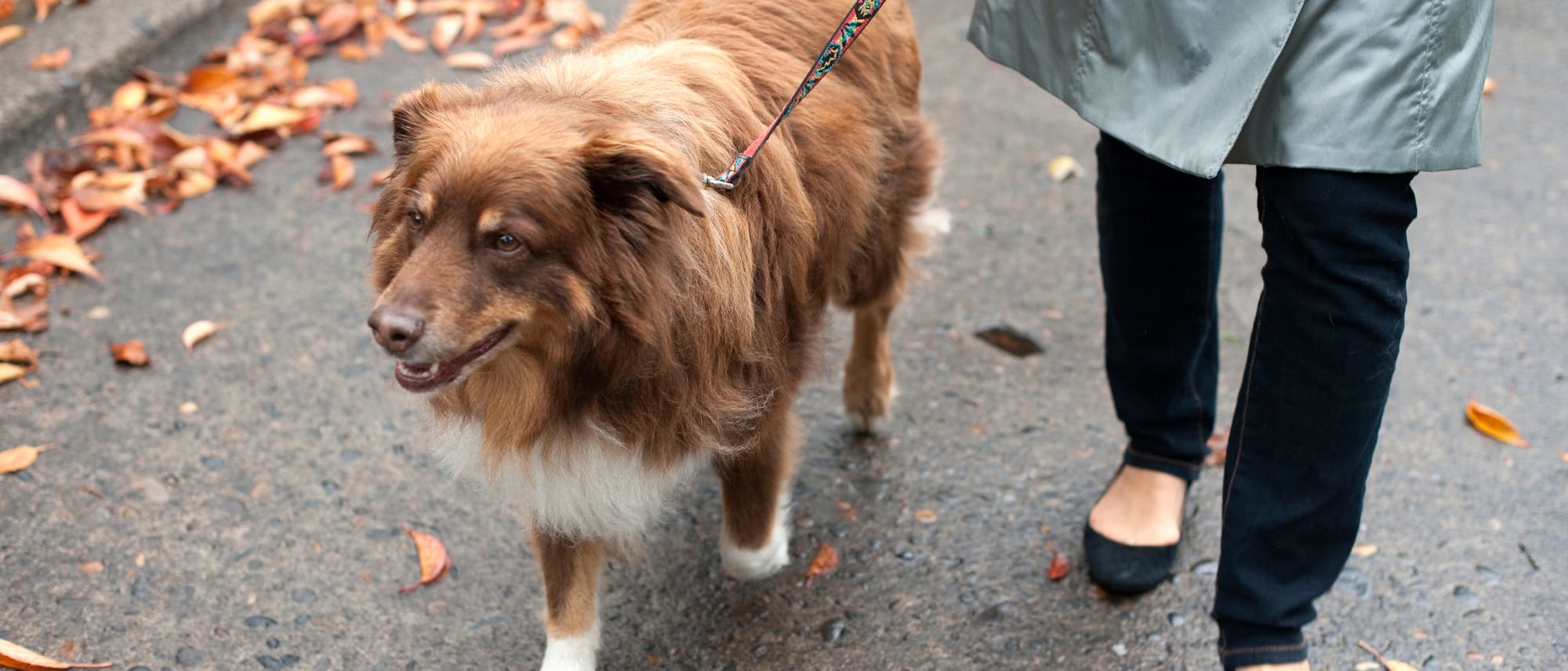 Eine Person in einem grauen Mantel und schwarzen Schuhen führt einen braunen Hund an der Leine auf einem nassen Gehweg spazieren. Der Boden ist mit herbstlichen Blättern bedeckt. Der Hund schaut aufmerksam nach vorne. Eine Person in einem grauen Mantel und schwarzen Schuhen führt einen braunen Hund an der Leine auf einem nassen Gehweg spazieren. Der Boden ist mit herbstlichen Blättern bedeckt. Der Hund schaut aufmerksam nach vorne.