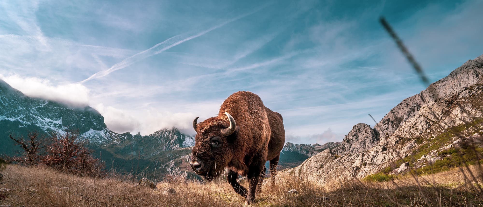 Ein Wisent bewegt sich auf einer Wiese weit oben in einer bergigen Landschaft. Der Himmel ist blau mit einigen Wolken und Kondensstreifen. Im Hintergrund sind schneebedeckte Berge zu sehen.