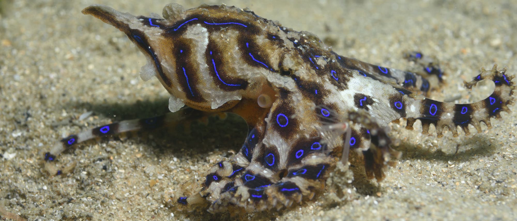 Ein Blaugestreifter Krake (Hapalochlaena fasciata) kriecht über den sandigen Meeresboden. Der Krake hat auffällige blaue Ringe und Streifen auf seinem braunen Körper, die als Warnsignal für seine Giftigkeit dienen. Im Hintergrund ist verschwommenes Seegras zu erkennen.