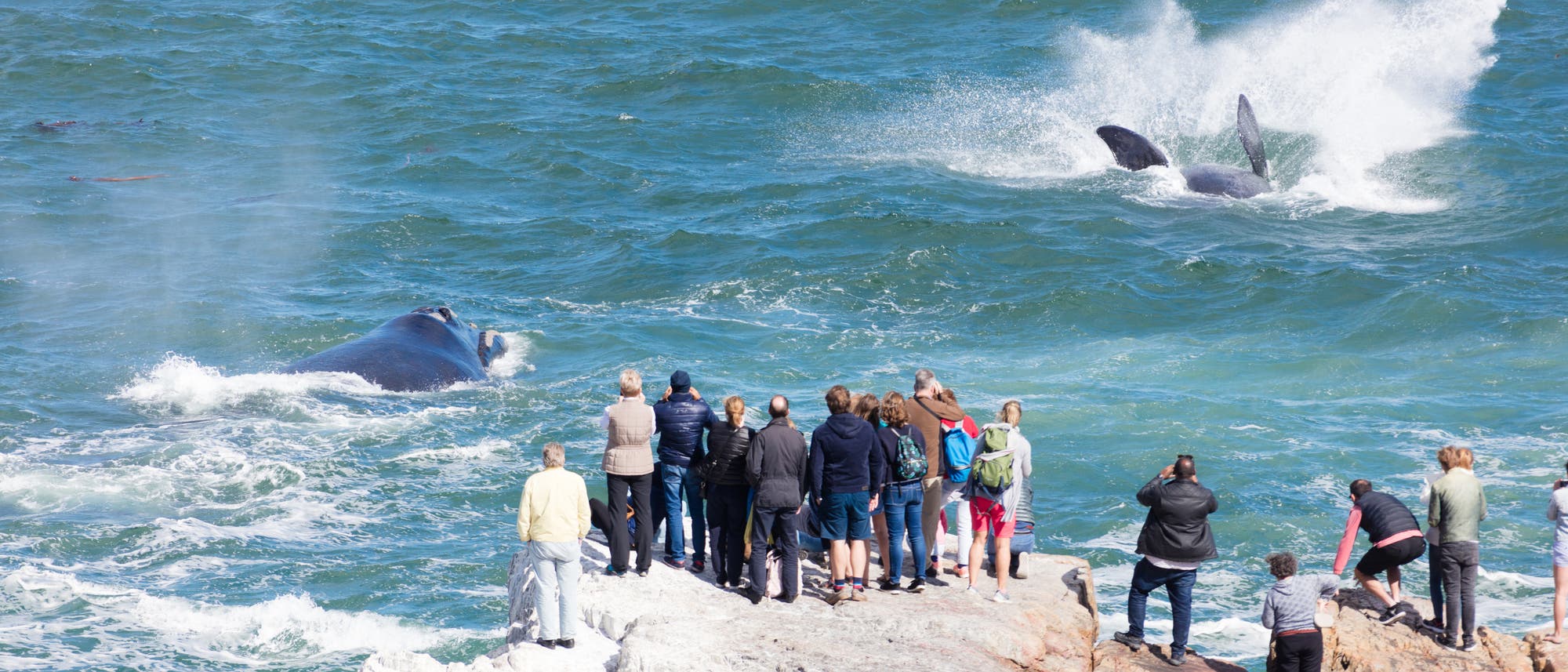 Eine Gruppe von Menschen steht auf einem felsigen Ufer und beobachtet zwei Wale, die im Meer schwimmen. Einer der Wale spritzt Wasser in die Luft. Die Zuschauer tragen verschiedene Freizeitkleidung und einige machen Fotos. Die Szene zeigt ein Beispiel für Walbeobachtung in der Natur. Eine Gruppe von Menschen steht auf einem felsigen Ufer und beobachtet zwei Wale, die im Meer schwimmen. Einer der Wale spritzt Wasser in die Luft. Die Zuschauer tragen verschiedene Freizeitkleidung und einige machen Fotos. Die Szene zeigt ein Beispiel für Walbeobachtung in der Natur.