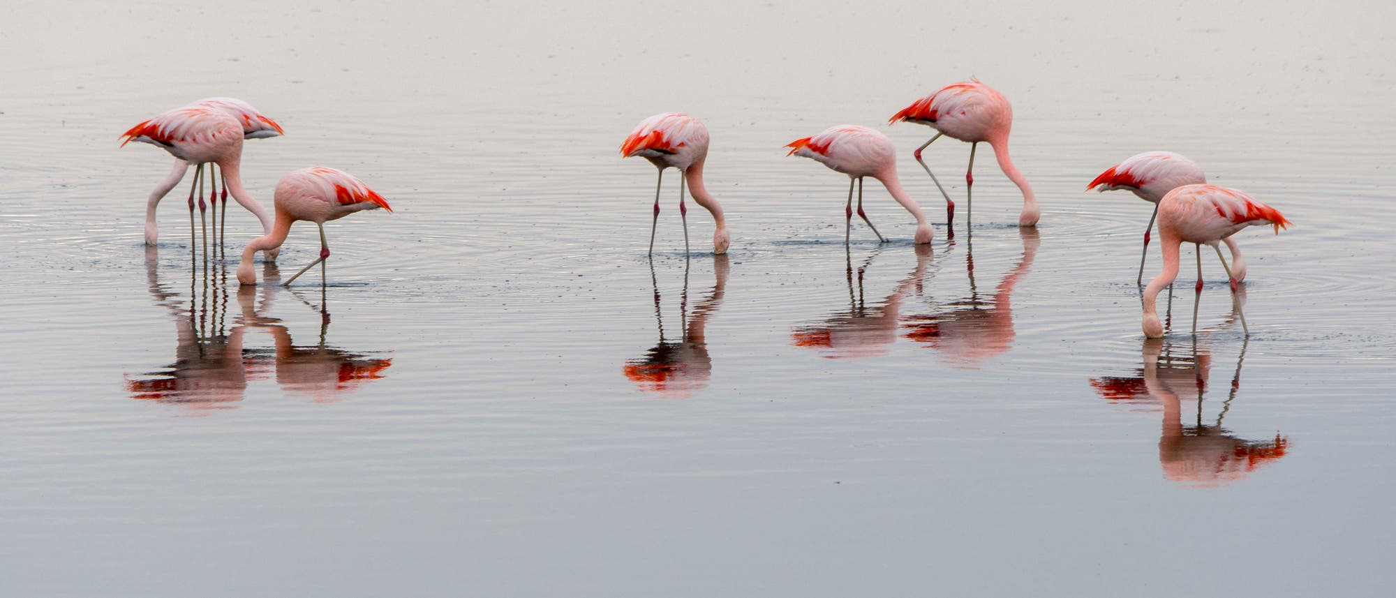 Sieben Flamingos stehen im flachen Wasser eines Sees. Einige von ihnen beugen sich nach unten, um im Wasser zu fressen, während andere aufrecht stehen. Ihre rosa und roten Federn spiegeln sich auf der Wasseroberfläche wider. Sieben Flamingos stehen im flachen Wasser eines Sees. Einige von ihnen beugen sich nach unten, um im Wasser zu fressen, während andere aufrecht stehen. Ihre rosa und roten Federn spiegeln sich auf der Wasseroberfläche wider.