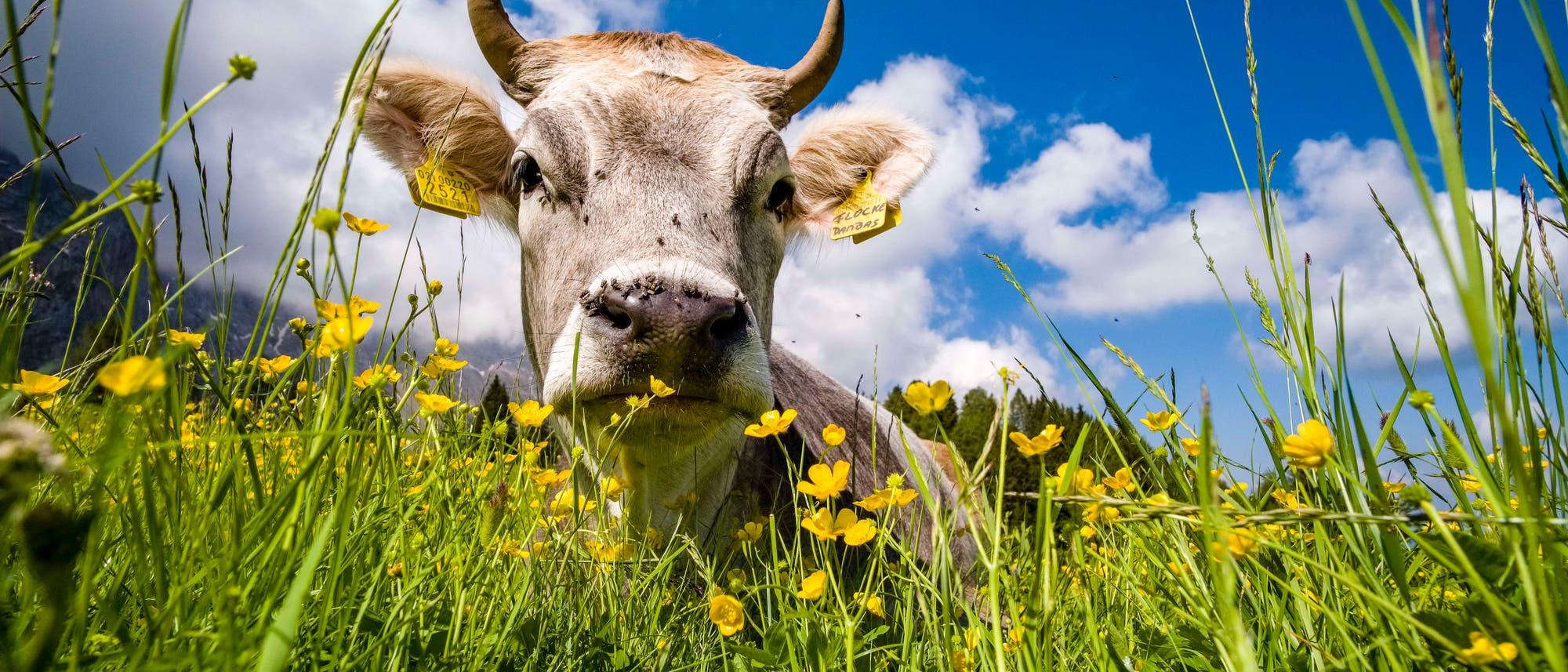 Eine Kuh ruht auf einer Wiese voller gelber Blumen und gr&uuml;nem Gras. Der Himmel ist blau mit einigen wei&szlig;en Wolken. Die Kuh tr&auml;gt Ohrmarken und schaut direkt in die Kamera. Im Hintergrund sind B&auml;ume und H&uuml;gel zu sehen.