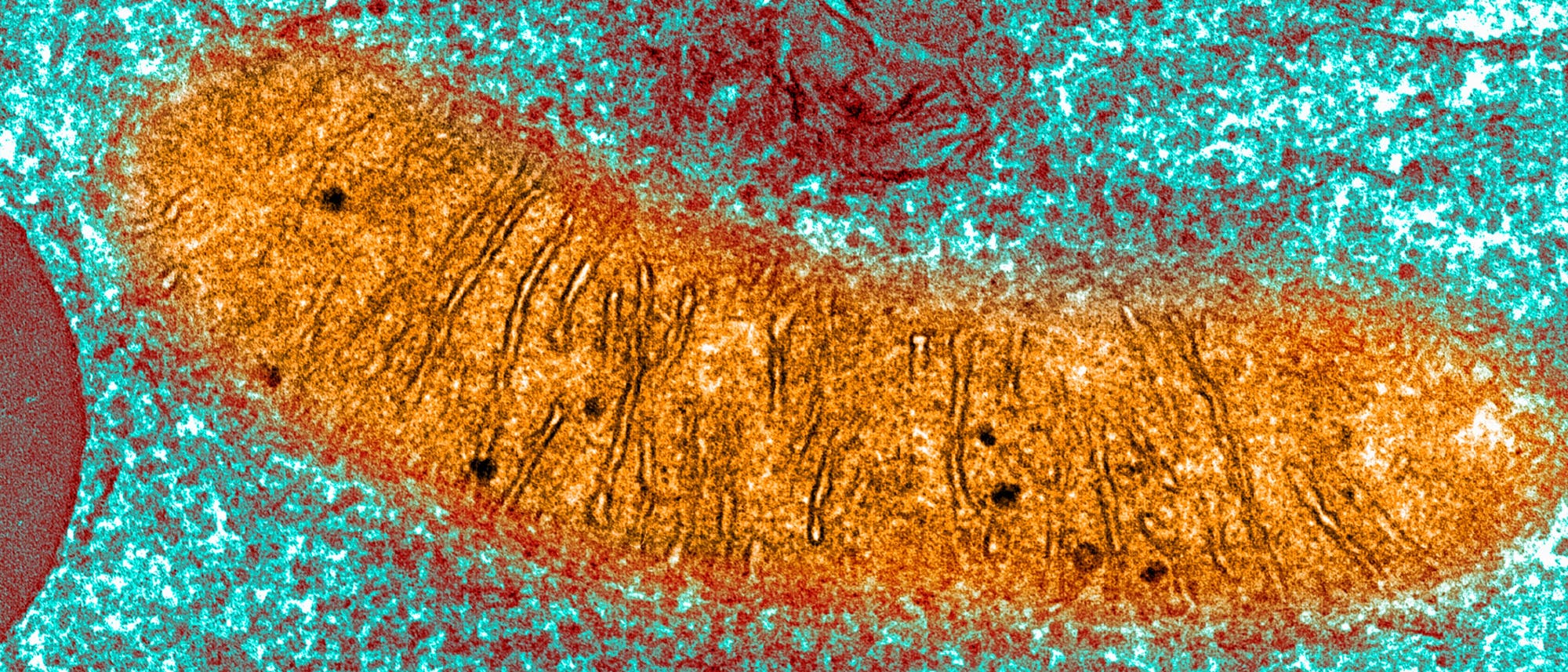 Ein elektronenmikroskopisches Bild zeigt die detaillierte Struktur eines Mitochondriums. Die &auml;u&szlig;ere Membran ist in einem hellen Orange dargestellt, w&auml;hrend die innere Matrix kontrastierend dunkel erscheint. Die feinen Falten der inneren Membran, bekannt als Cristae, sind deutlich sichtbar und verlaufen parallel zueinander. Das Bild veranschaulicht die komplexe Architektur und Funktionalit&auml;t der Mitochondrien in der Zelle.