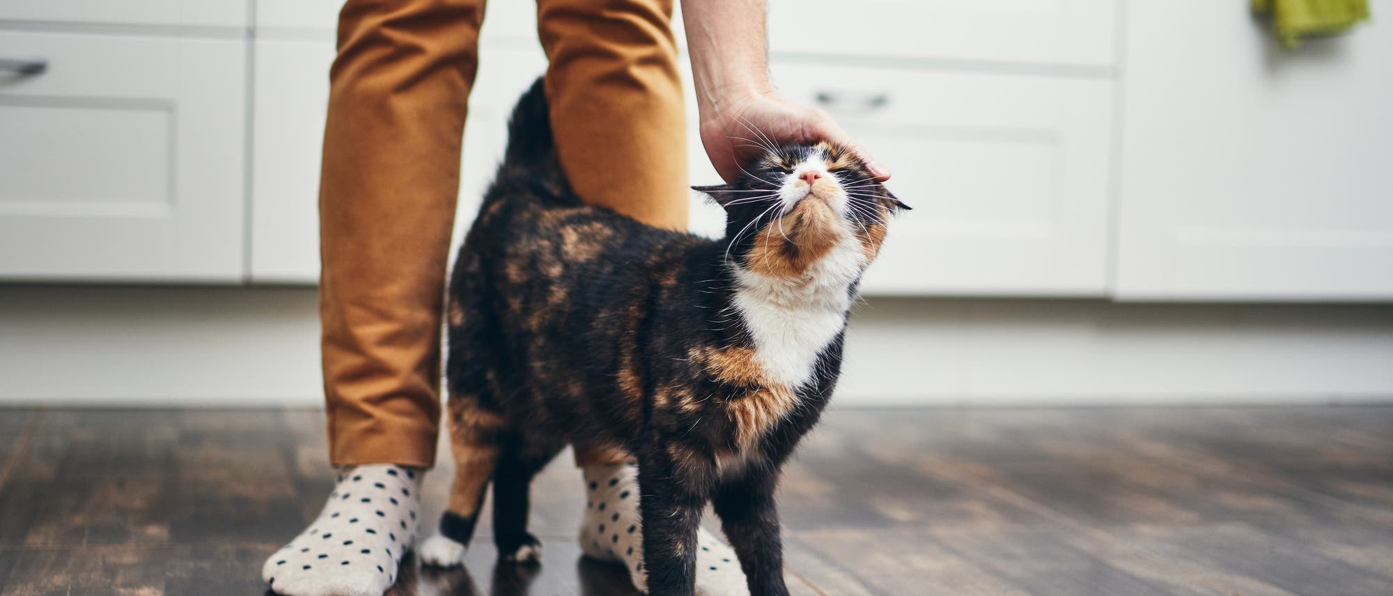 Eine Person in gepunkteten Socken und braunen Hosen streichelt eine dreifarbige Katze, die auf einem Holzboden in einer Küche steht. Die Katze reckt den Kopf nach oben und genießt die Zuwendung. Im Hintergrund sind weiße Küchenschränke und ein grünes Handtuch zu sehen.