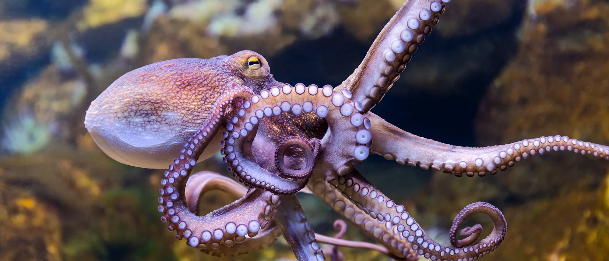 Schwimmender Oktopus im Meer vor einem Riff