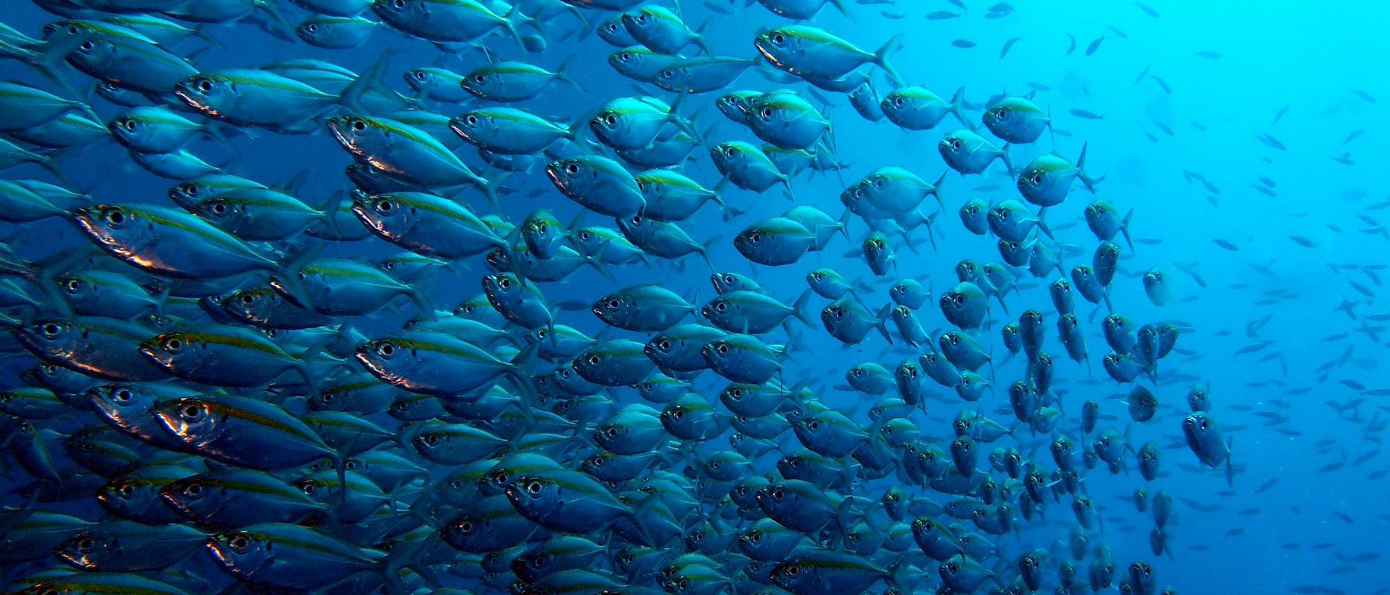 Eine große Schule von silbrig-blauen Fischen schwimmt dicht beieinander im klaren, blauen Ozean. Die Fische bewegen sich synchron in eine Richtung, was ein Gefühl von Dynamik und Lebendigkeit vermittelt. Im Hintergrund sind weitere Fische zu sehen, die die Tiefe des Meeres andeuten. Die Szene zeigt die Schönheit und Vielfalt des Meereslebens. Eine große Schule von silbrig-blauen Fischen schwimmt dicht beieinander im klaren, blauen Ozean. Die Fische bewegen sich synchron in eine Richtung, was ein Gefühl von Dynamik und Lebendigkeit vermittelt. Im Hintergrund sind weitere Fische zu sehen, die die Tiefe des Meeres andeuten. Die Szene zeigt die Schönheit und Vielfalt des Meereslebens.