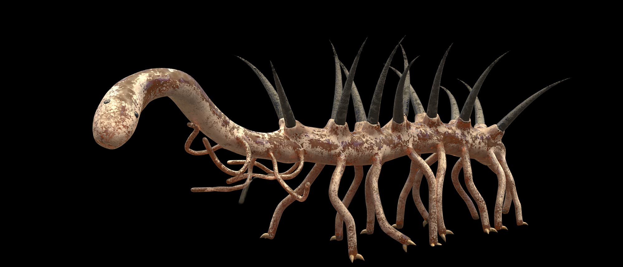Eine 3D-Darstellung eines kambrischen, wurmartigen Wesens mit einem langen, segmentierten K&ouml;rper. Der K&ouml;rper ist mit mehreren stachelartigen Forts&auml;tzen versehen, die nach oben ragen. Das Wesen hat zahlreiche beinartige Anh&auml;nge, die sich nach unten erstrecken. Die Oberfl&auml;che ist texturiert und weist eine erdige Farbgebung auf. Der Hintergrund ist schwarz, um das Wesen hervorzuheben.