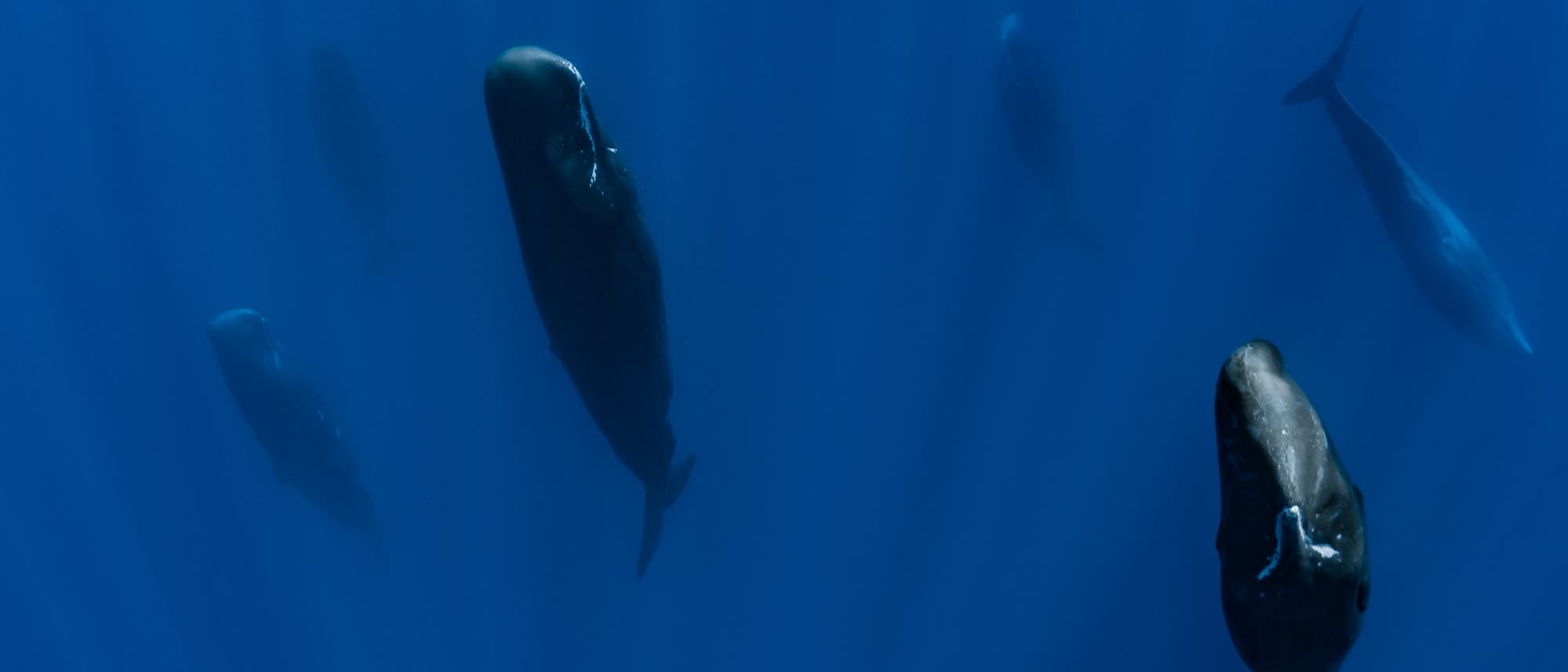 Eine Gruppe von Pottwalen schwebt vertikal im tiefblauen Ozean. Die Wale sind in verschiedenen Positionen sichtbar, einige mit dem Kopf nach oben, andere mit dem Kopf nach unten. Sonnenstrahlen durchdringen das Wasser, und eine Luftblase steigt an die Oberfläche. Die Szene vermittelt Ruhe und die majestätische Präsenz der Meeressäuger. Eine Gruppe von Pottwalen schwebt vertikal im tiefblauen Ozean. Die Wale sind in verschiedenen Positionen sichtbar, einige mit dem Kopf nach oben, andere mit dem Kopf nach unten. Sonnenstrahlen durchdringen das Wasser, und eine Luftblase steigt an die Oberfläche. Die Szene vermittelt Ruhe und die majestätische Präsenz der Meeressäuger.