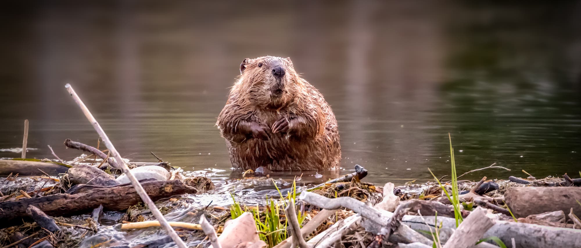 Ein Biber steht im Wasser vor einem Damm aus Ästen und Zweigen. Der Hintergrund zeigt einen ruhigen Fluss. Der Biber schaut direkt in die Kamera, seine Vorderpfoten sind leicht angehoben. Die Szene vermittelt einen natürlichen Lebensraum. Ein Biber steht im Wasser vor einem Damm aus Ästen und Zweigen. Der Hintergrund zeigt einen ruhigen Fluss. Der Biber schaut direkt in die Kamera, seine Vorderpfoten sind leicht angehoben. Die Szene vermittelt einen natürlichen Lebensraum.